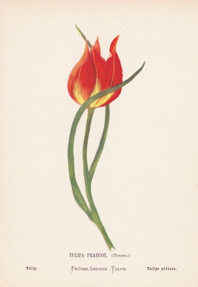 Wilde bloemen van het Heilige Land: Tulipa Praecox, Tenore; Tulp door Hannah Zeller