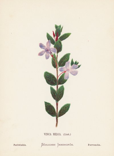 Wilde Bloemen van het Heilige Land: Vinca Media, Link; Maagdenpalm (gekleurde gravure) door Hannah Zeller