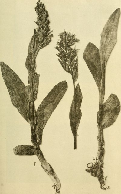 Annalen van het K.K. Museum van het Natuurhistorisch Hof (1914) (18196503932) door Hans Fleischmann