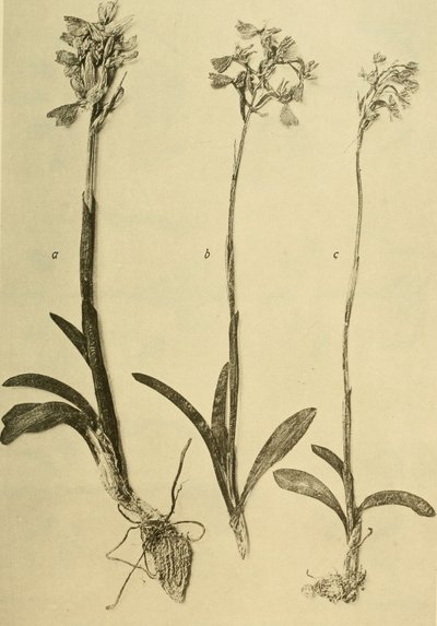 Annalen van het K.K. Museum van het Natuurhistorisch Hof (1914) (18201357971) door Hans Fleischmann
