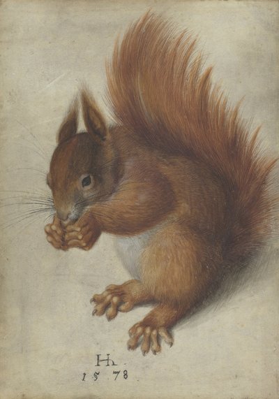 Rode eekhoorn door Hans Hoffmann