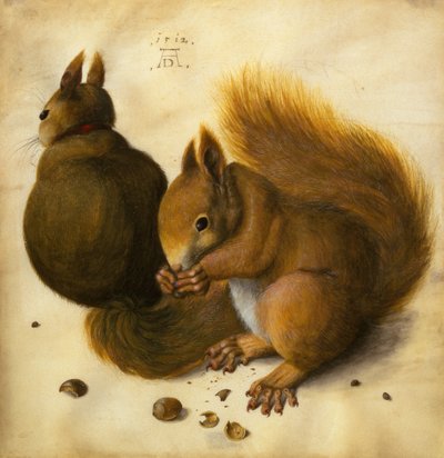Twee eekhoorns, een eet een hazelnoot door Hans Hoffmann