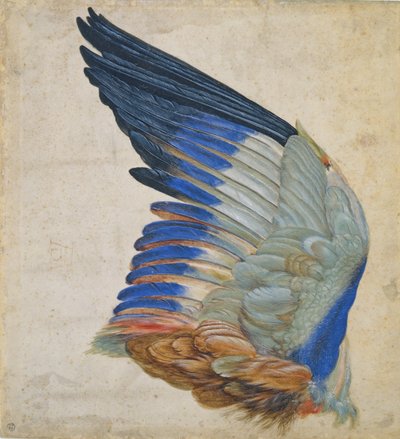 Vleugel van een Blauwe Roller, kopie van een origineel door Albrecht Dürer uit 1512 door Hans Hoffmann