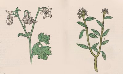Herbarius - Gart der gesuntheit - Hortus sanitatis door Hans Schönsperger