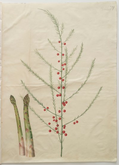 Asparagus officinalis uit het album Gottorfer Codex, c.1650 door Hans Simon Holtzbecher