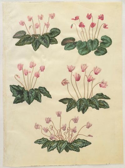 Cyclamen purprascens uit het album Gottorfer Codex, c.1650 door Hans Simon Holtzbecher