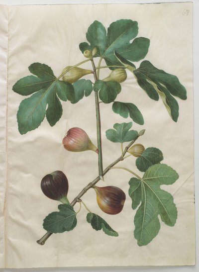 Ficus carica uit het album Gottorfer Codex, c.1650 door Hans Simon Holtzbecher
