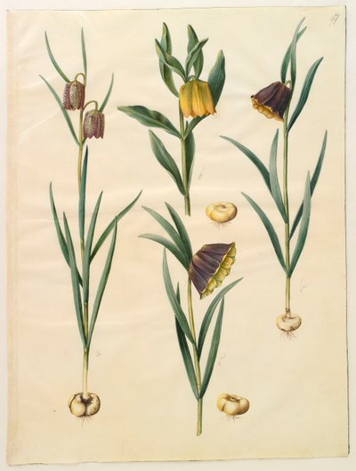 Fritilleria meleagris uit het album Gottorfer Codex, c.1650 door Hans Simon Holtzbecher