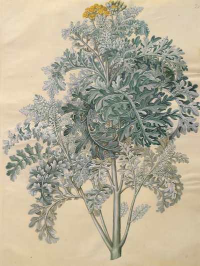 Jacobaea maritima uit het album Gottorfer Codex, ca. 1650 door Hans Simon Holtzbecher