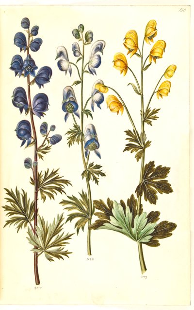 Aconitum napellus (?) (echte stormhoed); Aconitum variegatum, evt. Aconitum ×cammarum (?) (bonte stormhoed, evt. tuin-stormhoed); Aconitum anthora (fijnbladige stormhoed) door Hans Simon Holtzbecker
