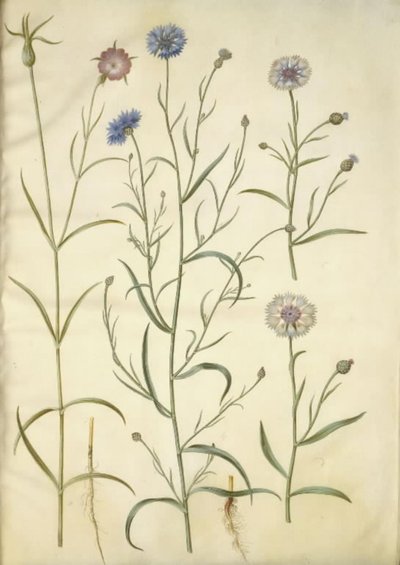 Agrostemma githago (bolderik); Centaurea cyanus (korenbloem) door Hans Simon Holtzbecker