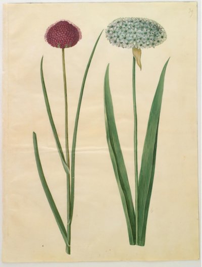 Allium sphaerocephalon (Middellandse Zee sierui); Allium nigrum (zwarte ui) door Hans Simon Holtzbecker
