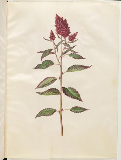 Amaranthus cruentus (rode amarant) door Hans Simon Holtzbecker