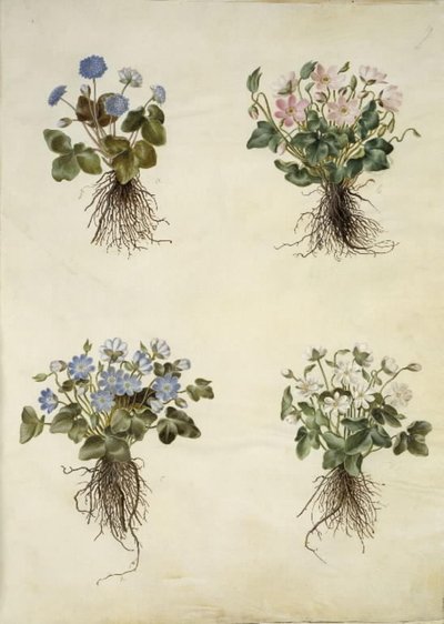 Anemone hepatica (blauwe anemoon) door Hans Simon Holtzbecker