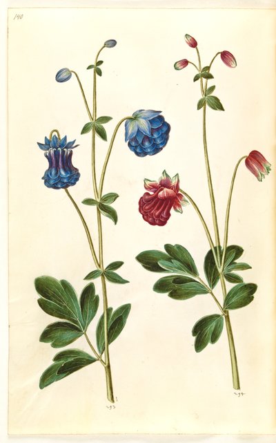 Aquilegia vulgaris (gewone akelei) door Hans Simon Holtzbecker