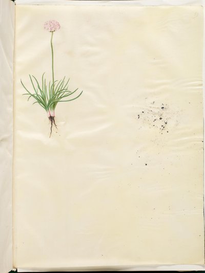 Armeria maritima (Gewoon Engels Gras) door Hans Simon Holtzbecker
