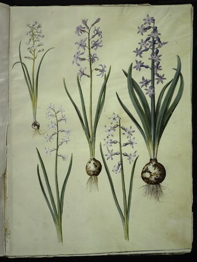 Brimeura amethystina (pyrenese hyacint); Hyacinthus orientalis (gewone hyacint) door Hans Simon Holtzbecker