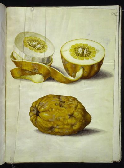 Citrus medica (cedraat) door Hans Simon Holtzbecker