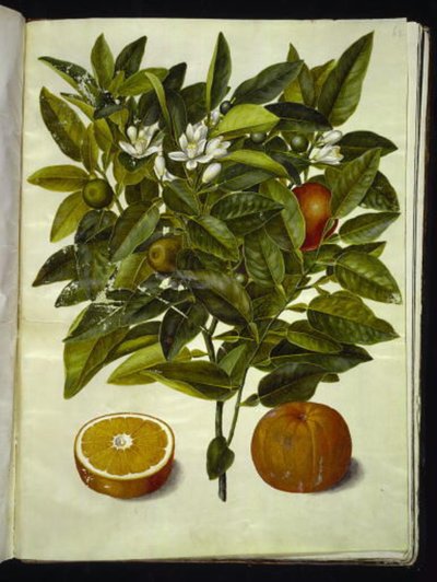 Citrus sinensis (sinaasappel) door Hans Simon Holtzbecker