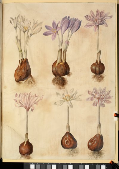Colchicum herfsttijloos door Hans Simon Holtzbecker
