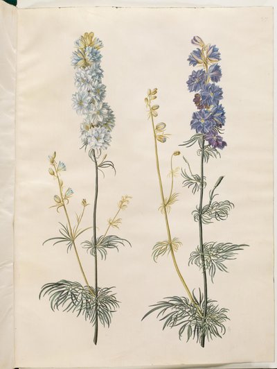 Consolida ajacis (tuinridderspoor) door Hans Simon Holtzbecker