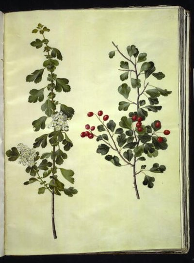 Crataegus laevigata (gewone meidoorn) door Hans Simon Holtzbecker