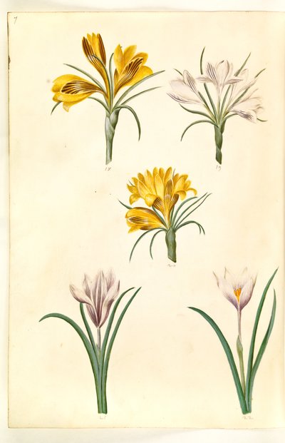 Crocus angustifolius (Balkan krokus); Crocus versicolor (Alpen krokus); Crocus vernus (?) (voorjaarskrokus) door Hans Simon Holtzbecker