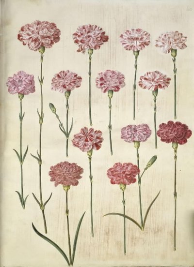 Dianthus caryophyllus (anjer) door Hans Simon Holtzbecker