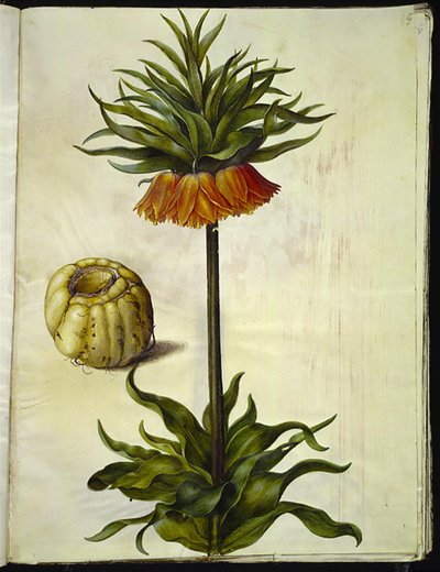 Fritillaria imperialis (keizerskroon) door Hans Simon Holtzbecker