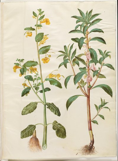 Impatiens noli-tangere (springbalsemien); Impatiens balsamina (tuinbalsemien) door Hans Simon Holtzbecker
