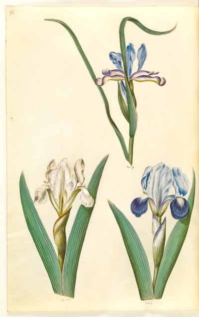 Iris graminea (grasbladige iris); Iris lutescens of Iris pumila (?) (dwerg-iris of lage iris) door Hans Simon Holtzbecker