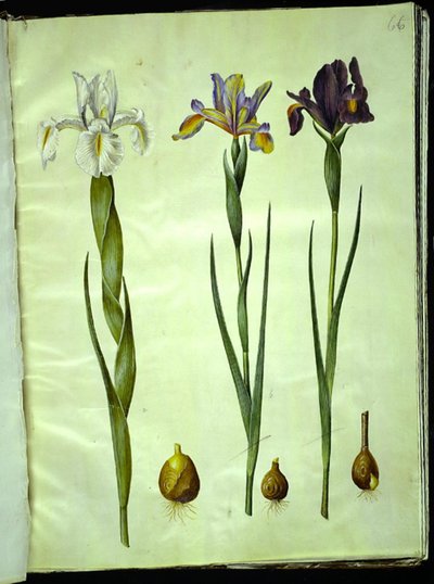Iris latifolia (Engelse iris); Iris xiphium (Spaanse iris) door Hans Simon Holtzbecker