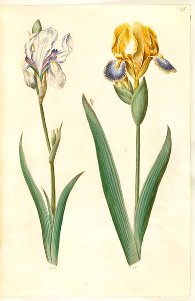 Iris pallida (bleke iris); Iris variegata (bonte iris) door Hans Simon Holtzbecker
