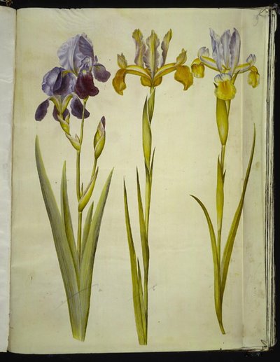 Iris ×sambucina (vlier-iris); Iris latifolia (Engelse iris) door Hans Simon Holtzbecker