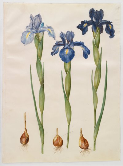 Iris xiphioides door Hans Simon Holtzbecker