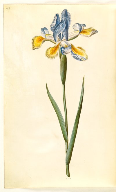 Iris xiphium (Spaanse iris) door Hans Simon Holtzbecker