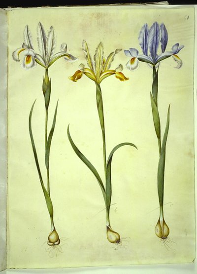 Iris xiphium (Spaanse iris) of Iris latifolia (Engelse iris); Iris xiphium (Spaanse iris) door Hans Simon Holtzbecker