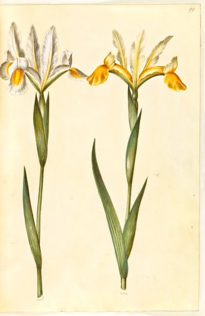 Iris xiphium, evt. Iris latifolia (?) (Spaanse iris of Engelse iris) door Hans Simon Holtzbecker