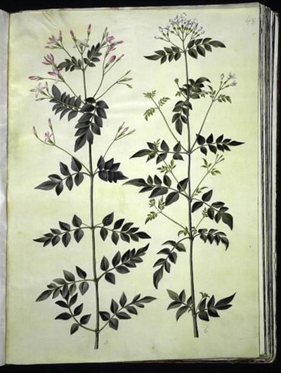 Jasminum officinale (medicinale jasmijn) door Hans Simon Holtzbecker