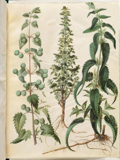 Kksgb2950/65 Urtica pilulifera (Romeinse brandnetel); Urtica urens (kleine brandnetel); Urtica dioica (grote brandnetel) door Hans Simon Holtzbecker