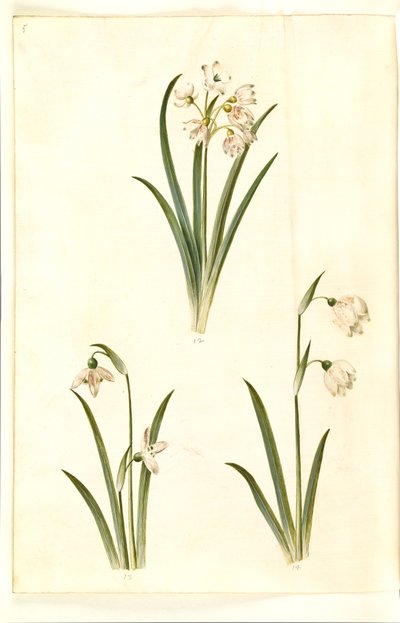 Leucojum aestivum (zomerklokje); Galanthus nivalis (gewone sneeuwklokje); Leucojum vernum (lenteklokje) door Hans Simon Holtzbecker