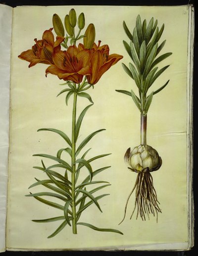Lilium bulbiferum (brandlelie) door Hans Simon Holtzbecker