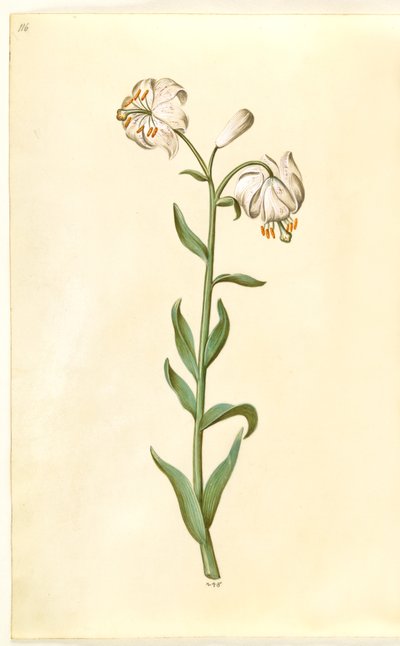 Lilium martagon (kranslelie) door Hans Simon Holtzbecker