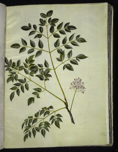 Melia azedarach (kralenboom) door Hans Simon Holtzbecker