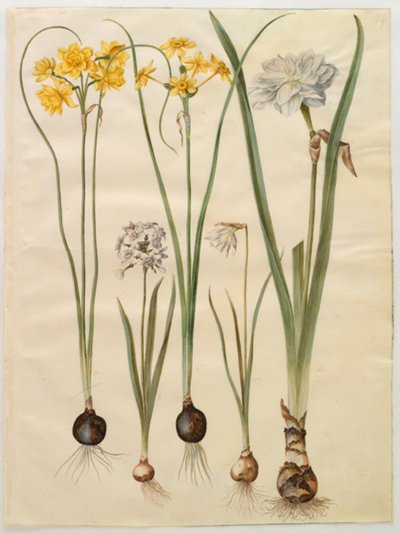 Narcissus jonquilla (jonquille); Narcissus tazetta (tazet); Narcissus pseudonarcissus moschatus (muskusnarcis); Narcissus poeticus (dichtersnarcis) door Hans Simon Holtzbecker