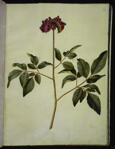 Paeonia mascula (roze pioenroos) door Hans Simon Holtzbecker