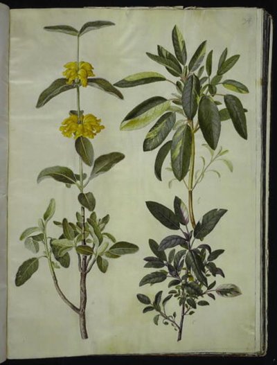 Phlomis fruticosa (gewone leeuwenstaart); Salvia officinalis (geneeskrachtige salie) door Hans Simon Holtzbecker