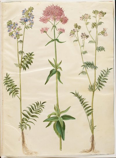 Polemonium caeruleum (gewone jakobsladder); Centranthus ruber (rode spoorbaldrian) door Hans Simon Holtzbecker