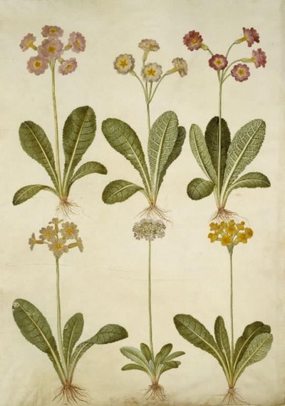 Primula veris (hybride van holwortelprimula); Primula farinosa (meelprimula) door Hans Simon Holtzbecker
