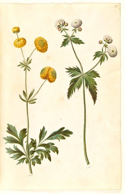 Ranunculus acris (boterbloem); Ranunculus aconitifolius (zilveren boterbloem) door Hans Simon Holtzbecker